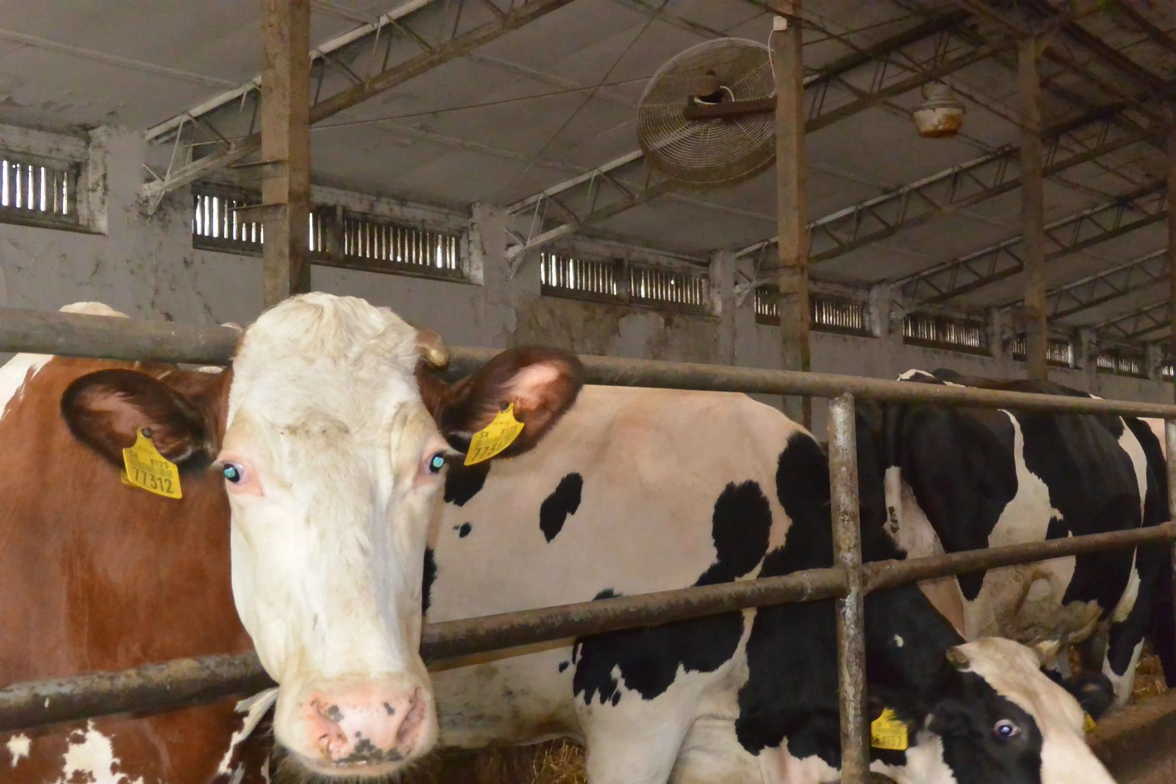 Holštajnský dobytok na farme